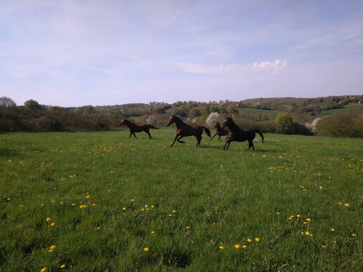 Haras De La Croix D'Argent Bed & Breakfast Saint-Sauveur-de-Carrouges Exterior foto